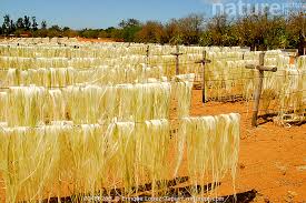 Image result for Agave sisalana