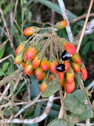 Image result for Connaraceae