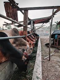 More meanings for kandang lembu. Faisal Rahim On Twitter Haha Itulah Dalam Gmbar Baru Perasan Ini Mungkin Batch Terakhir Lembu Bela Kat Sini Kandang Nak Pindah Tempat Lain