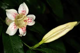 Image result for Rothmannia manganjae