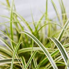 Image result for Carex johnstonii