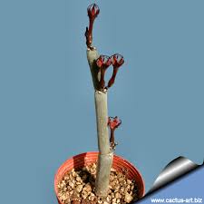 Image result for Ceropegia circinata