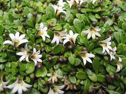 Image result for Nesaea radicans