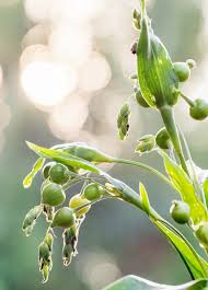 Image result for Coix lacryma-jobi