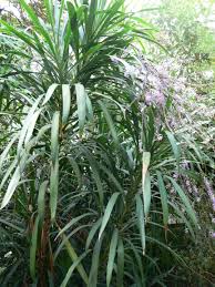 Image result for Cordyline stricta