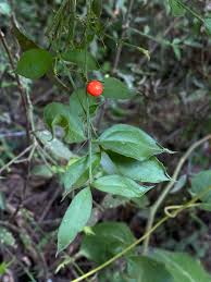 Image result for Crossopetalum mossambicense