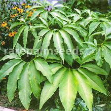 Image result for Sauromatum