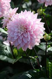 Dahlia Karma Prospero Pbr Decorative Dahlia Tuber Dahlia Container Flowers Trees To Plant