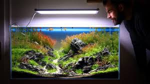 A day at the beach is about attaining the perfect beach style. Brazilian Aquascape 28days Of Plant Growth Stunning Youtube