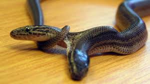 En janvier dernier, au brésil, un groupe d'agriculteurs a découvert à nouveau l'animal plus de 60 ans après sa première observation. Un Serpent A Deux Tetes Decouvert A Bali Bbc News Afrique