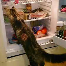 Since cats have long lorded over the internet, it's no surprise the best meme of 2019 was all about our feline friends: Cats Can Have A Little Salami Album On Imgur