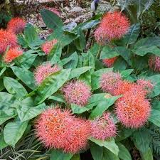 Image result for Scadoxus multiflorus