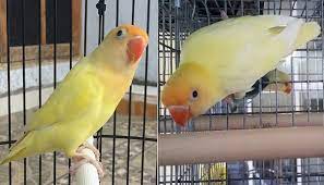 Catatan Burung Jenis Mutasi Warna Lovebird Parblue