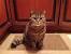 Tabby Orange British Shorthair