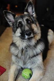 Maybe you would like to learn more about one of these? Is The Shiloh Shepherd The Best And Healthiest German Shepherd Dog Pethelpful