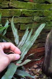 Image result for Lindsaea ensifolia