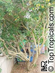 Image result for Crotalaria pisicarpa