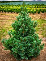 Vanderwolfs Pyramid Limber Pine In 2020 Landscape Design Plants Landscape