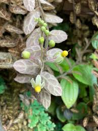 Image result for Solanum sp. A