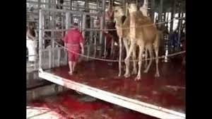 Metacafe affiliate u subscribe unsubscribe 2 232. Download Camel Qurbani Slaughtering Cutting In Saudi Arabia 3gp Mp4 Codedwap