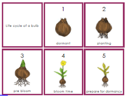Montessori Workjobs Plant Science Spring Activities Montessori Science