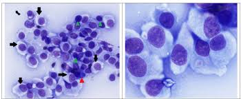 Image result for mastocytoma in dogs