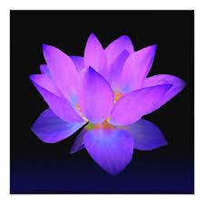 Purple Lotus Invitation Greeting Card Zazzle Com In 2021 Lotus Flower Pictures Lotus Flower Wallpaper Flower Pictures
