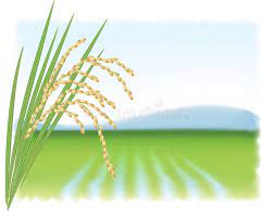 Rice Field And A Branch Of Ripe Rice Vector Illustration Sponsored Paid Paid Field Vector I Vector Illustration Illustration Backdrops Backgrounds