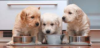 Tipps Zur Richtigen Ernahrung Von Hundewelpen