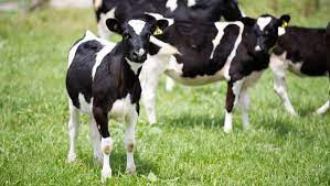 Artificially Inducing Cows To Produce Milk Has Big Benefits For Farmers And Cows Stuff Co Nz