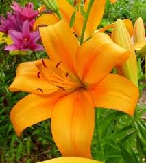 Orange flowers that look like lilies. American Native La Hybrid Lily Orange Perennials All Almost Eden