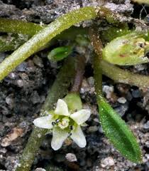 Image result for Limosella