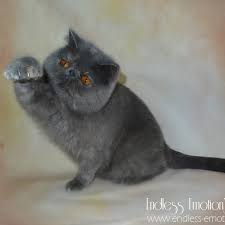 Do you have experience caring links. Exotic Shorthair Cat Breed Information And Personality Eec Endless Emotion S Cattery Chatterie D Exotic Shorthair Et Persan France