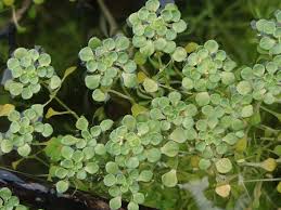 Image result for Callitriche