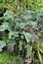 It is a form of a cabbage where green leaves do. Kale Richmond S Pride Purple Tree Collard Buy Online At Annie S Annuals