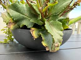 How To Save Your Kalanchoe Plant With Proven Rescue Tips! - Youtube