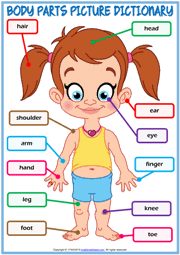Parts of body esl faqs. Body Parts Esl Vocabulary Worksheets