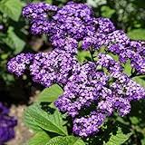 Image result for Heliotropium lineare