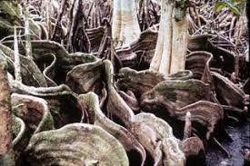 Image result for Xylocarpus