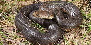 The lowland copperhead or lowlands copperhead (austrelaps superbus) is a venomous snake species in the family elapidae, found in southeastern australia and tasmania. Copperheads Em Austrelaps Em Small Worrell 1963 Small School Of Biomedical Sciences