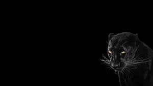 Horses, giraffes, zebra, lions, tigers & more canvas prints. Panther Black Background Cool Animal Wallpaper Animals Wallpaper Better