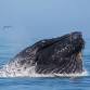 OWBC Meeting: Birds, Whales and Polar Bears