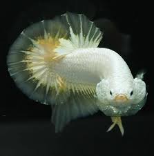 Yellow Dragon Betta Ikan Akuarium Ikan Cupang Ikan