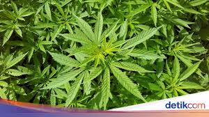 Kita tidak boleh asingkan kesan buruk ganja sekalipun jika sekadar ingin menyatakan kebaikkannya. Penelitian Tentang Manfaat Ganja Untuk Obati Diabetes Siap Dilakukan