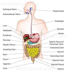 Intake of food into to mouth is called ingestion.mouth encloses a cavity within called buccal cavity or oral cavity. Wy 5053 Human Alimentary Canal Diagram Schematic Wiring