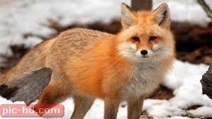 صور الثعلب الثعلب واشكالة Predator Dangerous Wild