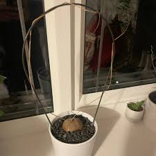 Image result for Stephania abyssinica