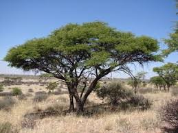 Image result for Acacia erioloba