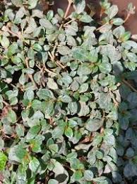 Image result for Alternanthera caracasana