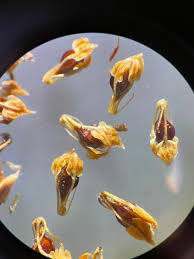 Image result for Fuirena stricta